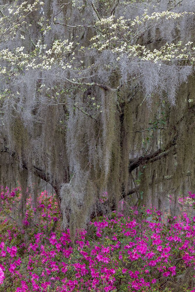 Flowering dogwood trees and azaleas in full bloom in spring-Bonaventure Cemetery-Savannah-Georgia art print by Adam Jones for $57.95 CAD
