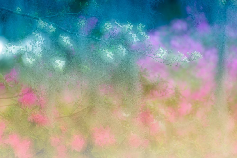 Soft focus view of flowering dogwood trees and azaleas in full bloom in spring-Bonaventure Cemetery art print by Adam Jones for $57.95 CAD