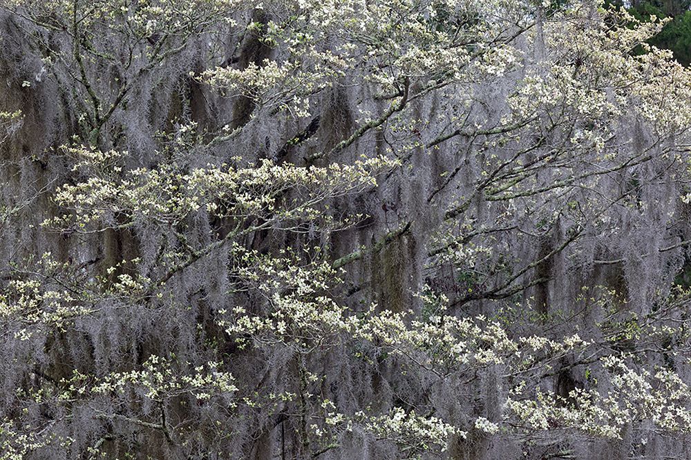 Flowering dogwood trees in full bloom in spring-Bonaventure Cemetery-Savannah-Georgia art print by Adam Jones for $57.95 CAD