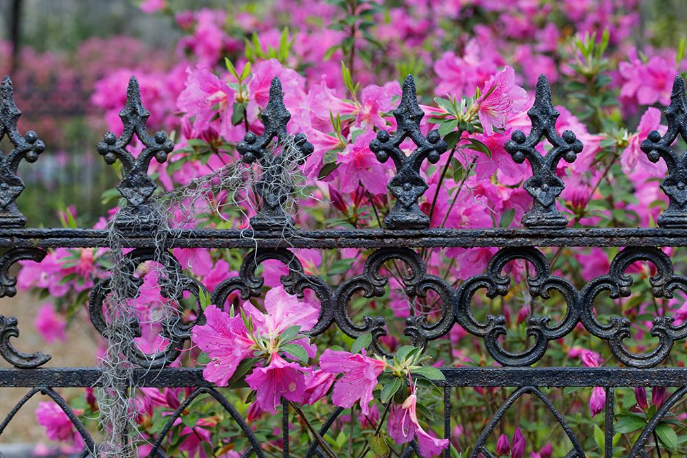 Iron fence and azaleas in full bloom-Bonaventure Cemetery-Savannah-Georgia art print by Adam Jones for $57.95 CAD