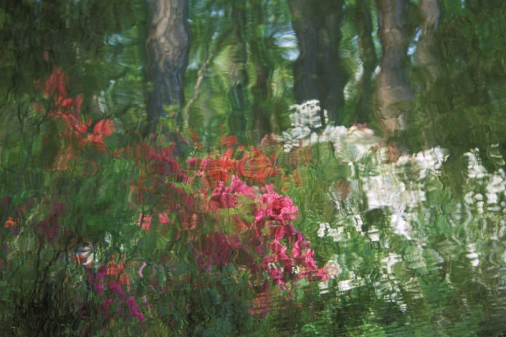 USA, Georgia, Azalea reflection in pond art print by Nancy Rotenberg for $57.95 CAD