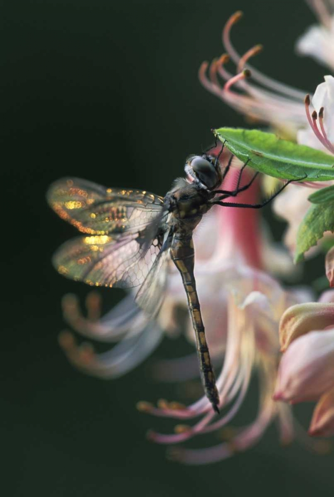Georgia, Close-up of dragonfly Backlit on Azalea art print by Nancy Rotenberg for $57.95 CAD