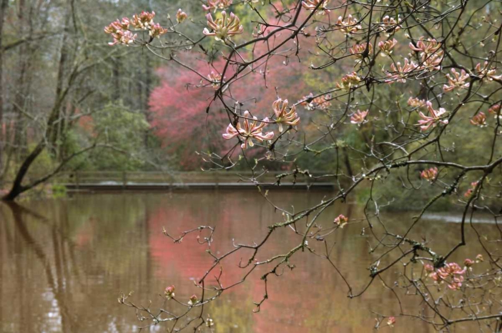 GA, Azalea branches over pond in spring, GA, art print by Nancy Rotenberg for $57.95 CAD