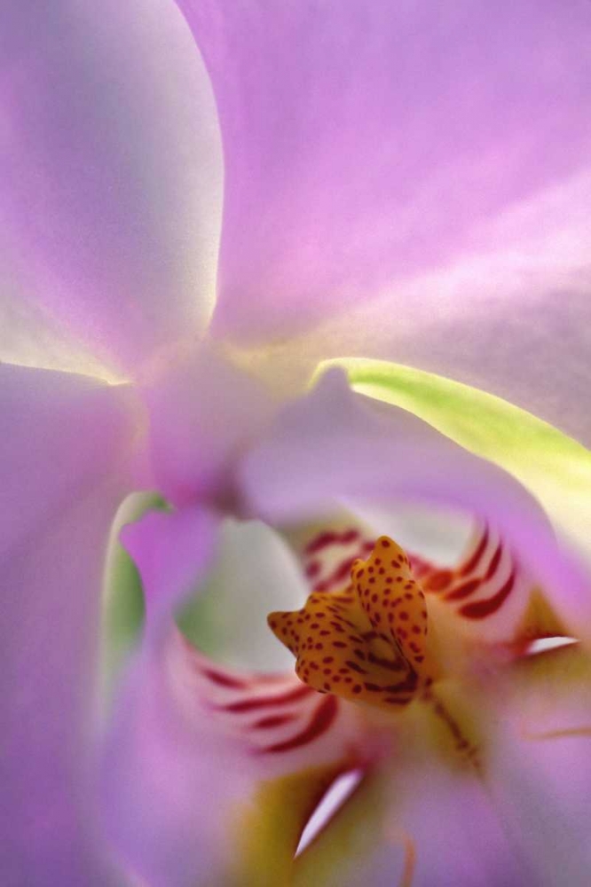 Georgia, Alpharetta Backlit phalaeonopsis orchid art print by Charles Needle for $57.95 CAD