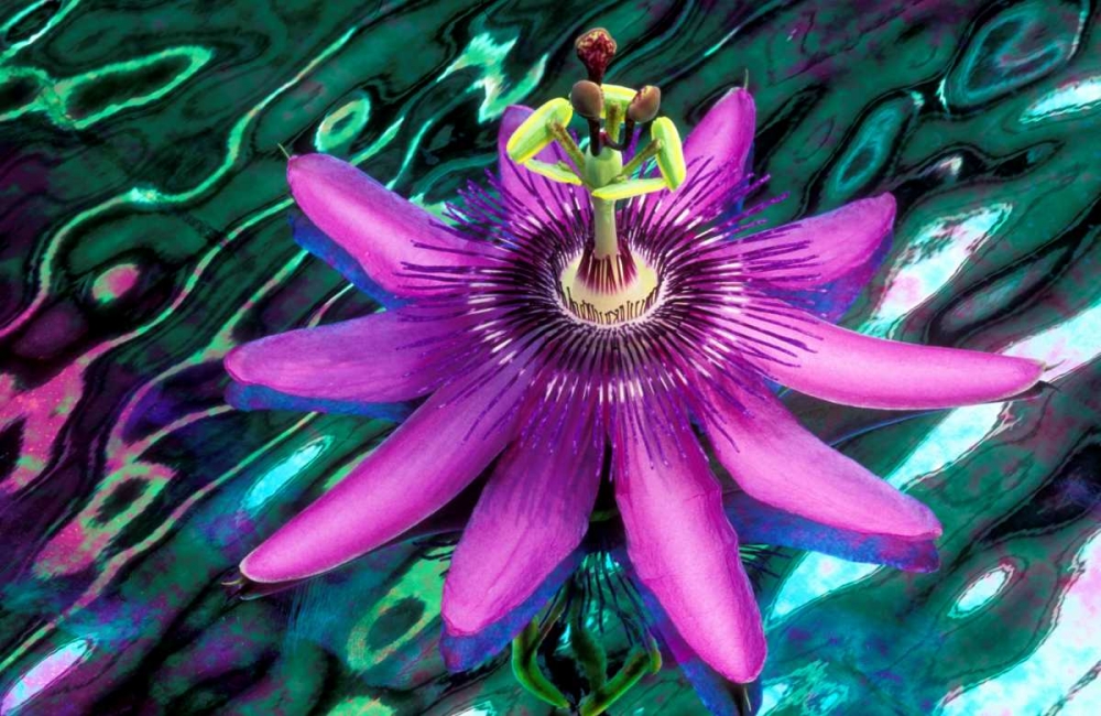 GA, Alpharetta Passion flower on stained glass art print by Charles Needle for $57.95 CAD