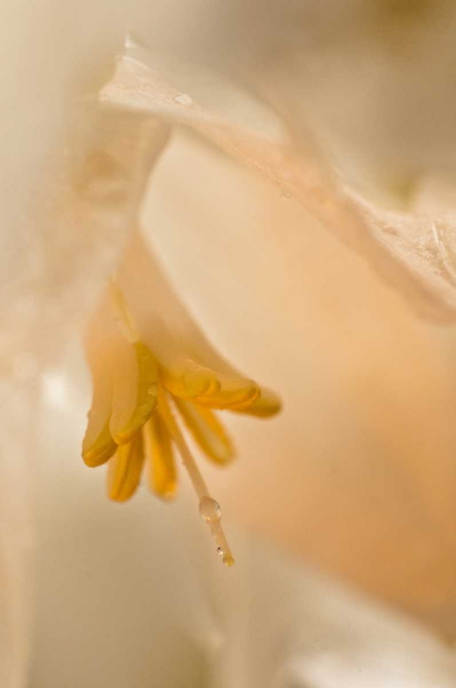 USA, Georgia Close up of pale peach flower art print by Nancy Rotenberg for $57.95 CAD