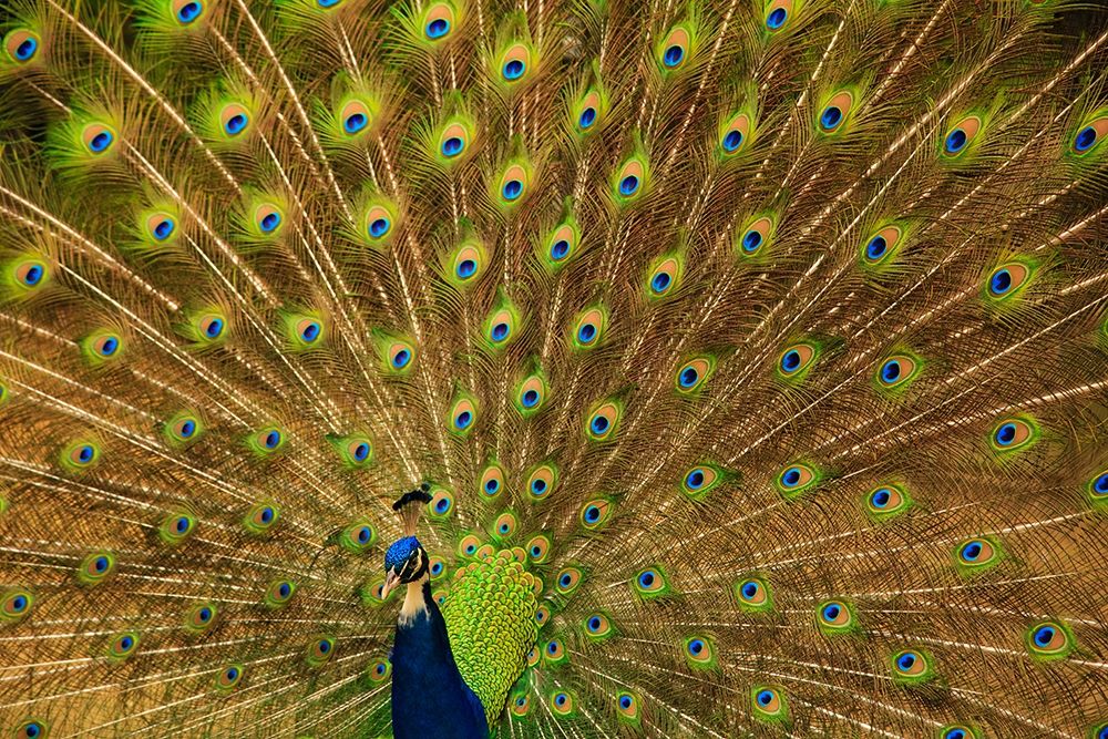 South Carolina-Charleston Peacock displaying spring tail feathers art print by Joanne Wells for $57.95 CAD