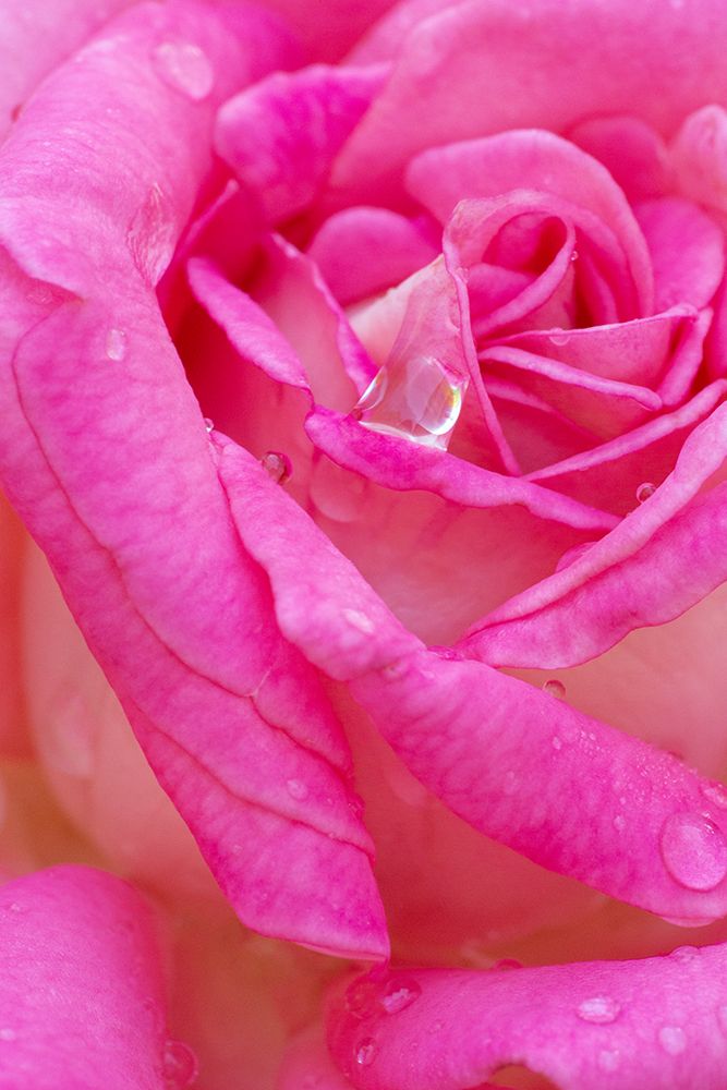USA- Georgia- Savannah. Pink rose with water drops. art print by Joanne Wells for $57.95 CAD