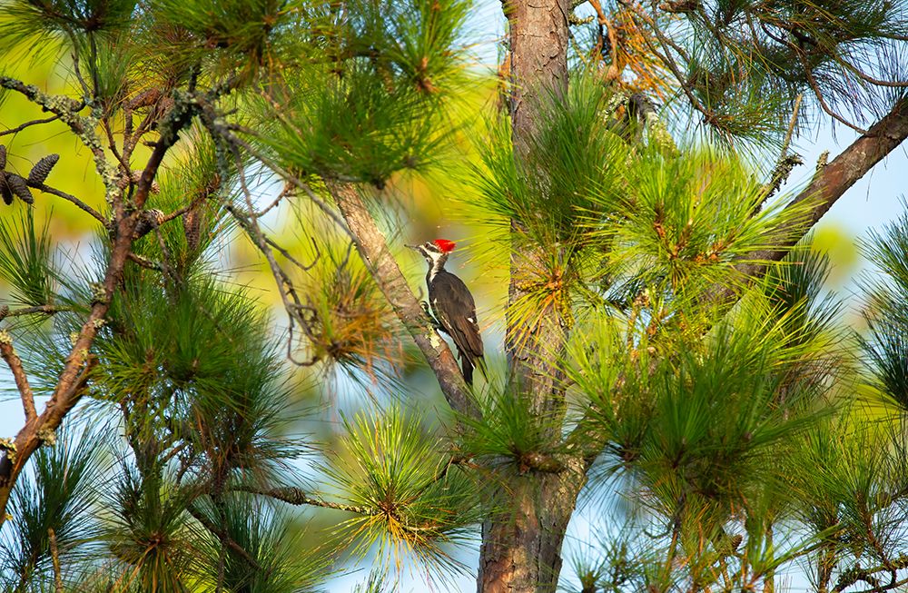 USA- Georgia- Savannah. Pileated woodpecker in tall pine tree. art print by Joanne Wells for $57.95 CAD
