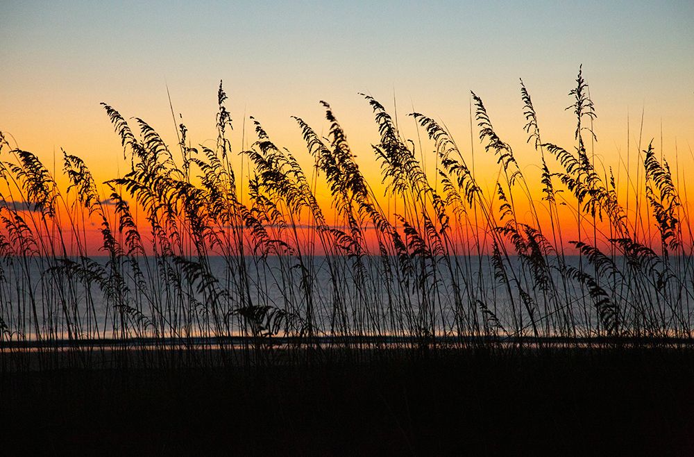 USA- Georgia- Tybee Island. Sunrise with silhouetted beach grass. art print by Joanne Wells for $57.95 CAD