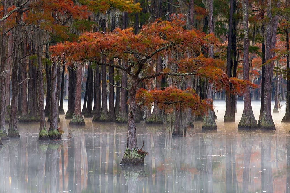 USA- Georgia- Twin City. Fall cypress tress in the fog art print by Joanne Wells for $57.95 CAD