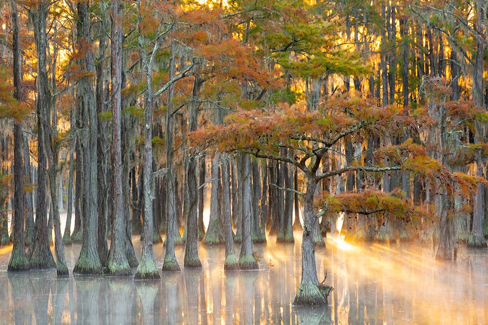 USA- Georgia- Twin City. Fall cypress tress in the fog at sunrise. art print by Joanne Wells for $57.95 CAD