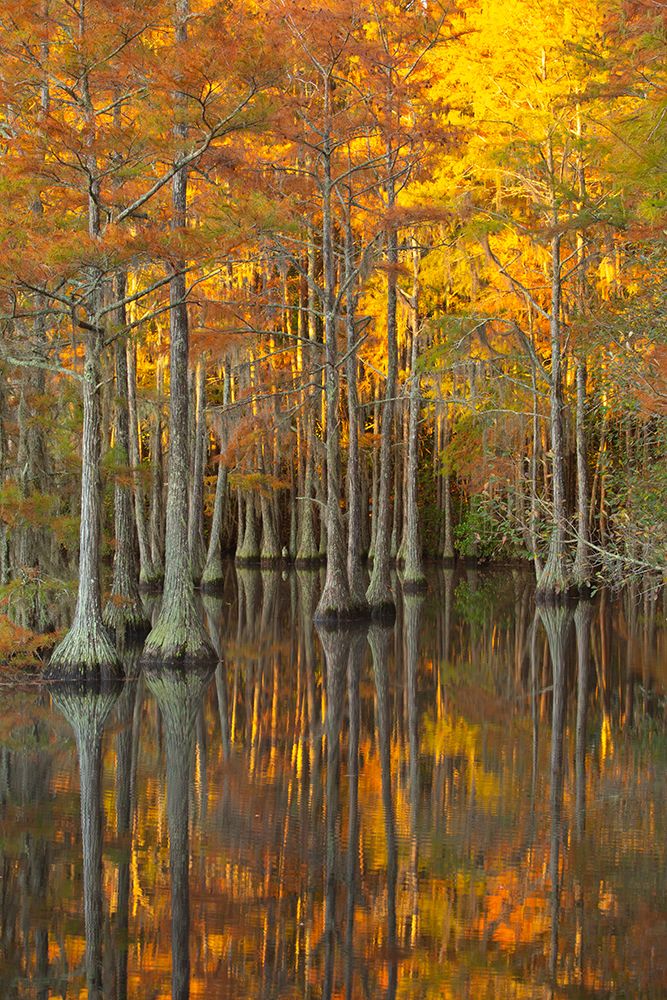 USA- Georgia- Twin City. Fall cypress tress in the morning light. art print by Joanne Wells for $57.95 CAD