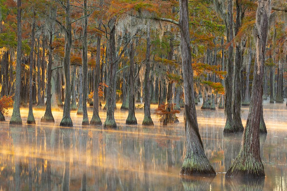 USA- Georgia- Twin City. Fall cypress tress in the fog at sunrise. art print by Joanne Wells for $57.95 CAD
