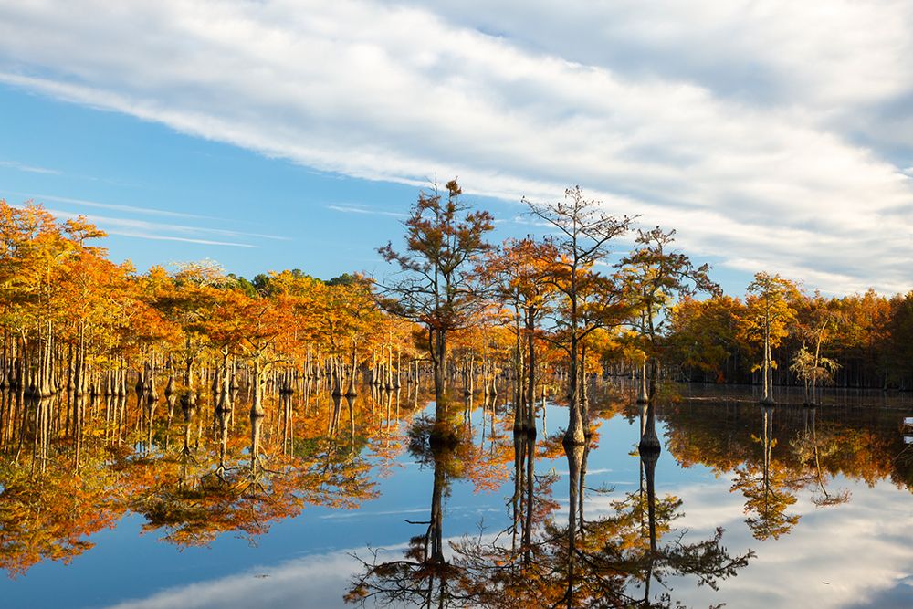 USA- Georgia- Twin City. Cypress trees in morning light in the fall. art print by Joanne Wells for $57.95 CAD