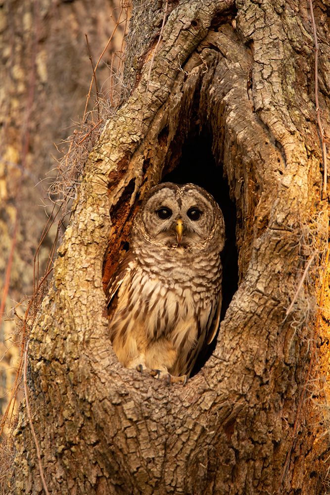USA-Georgia-Savannah Barred owl in nest of oak tree art print by Joanne Wells for $57.95 CAD