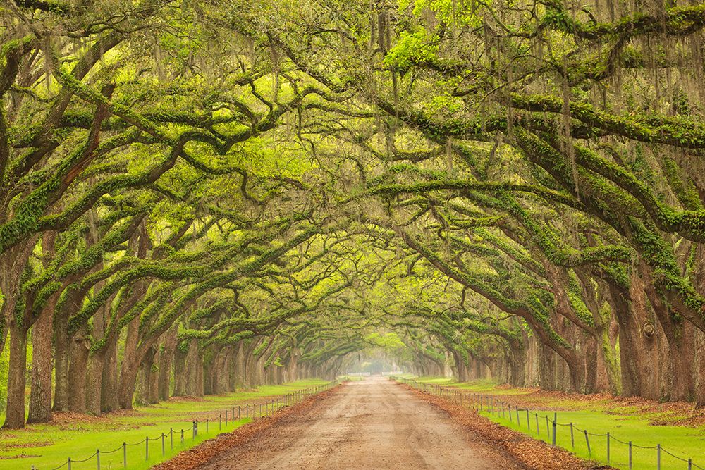 USA-Georgia-Savannah Canopy of oaks along drive at Wormsloe Plantation art print by Joanne Wells for $57.95 CAD