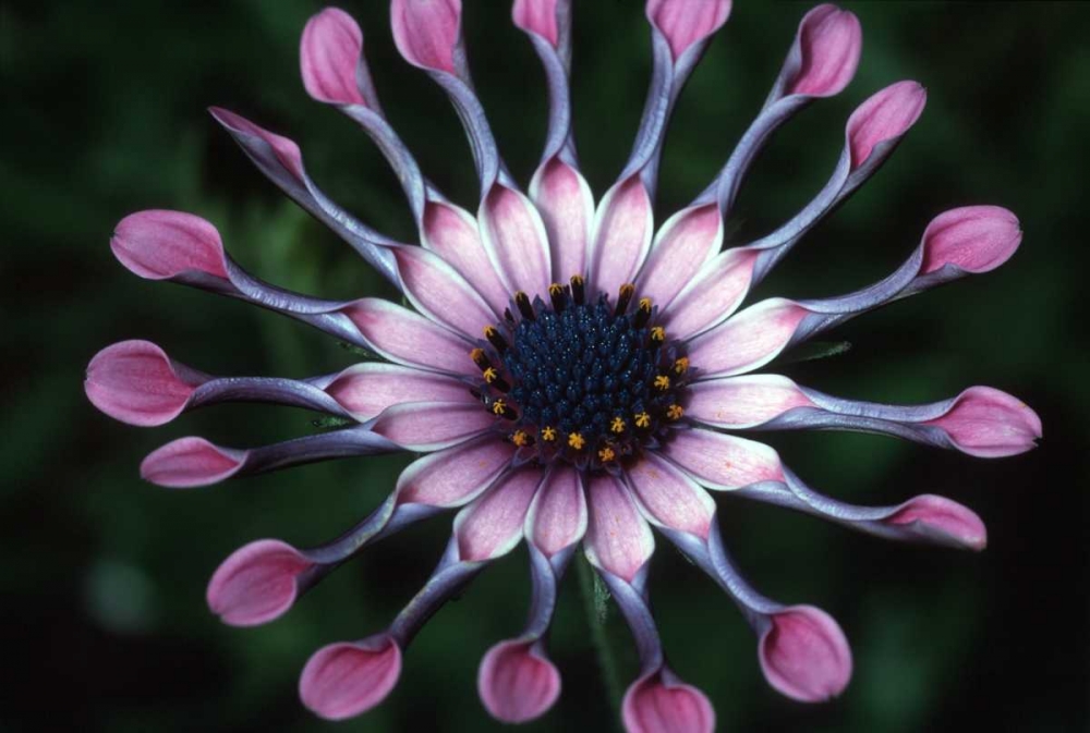 Hawaii, Maui Spoon daisy wildflower art print by Nancy ,  Steve Ross for $57.95 CAD