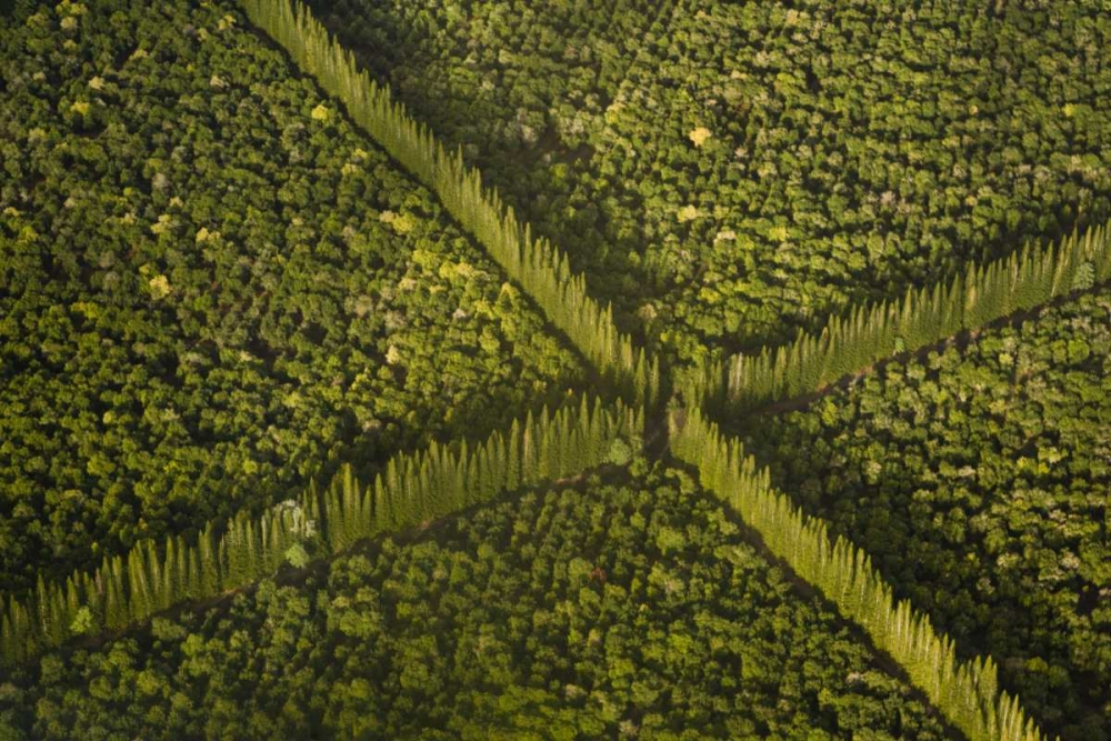 HI, Hilo Aerial view of Macadamia Nut Farm trees art print by Wendy Kaveney for $57.95 CAD