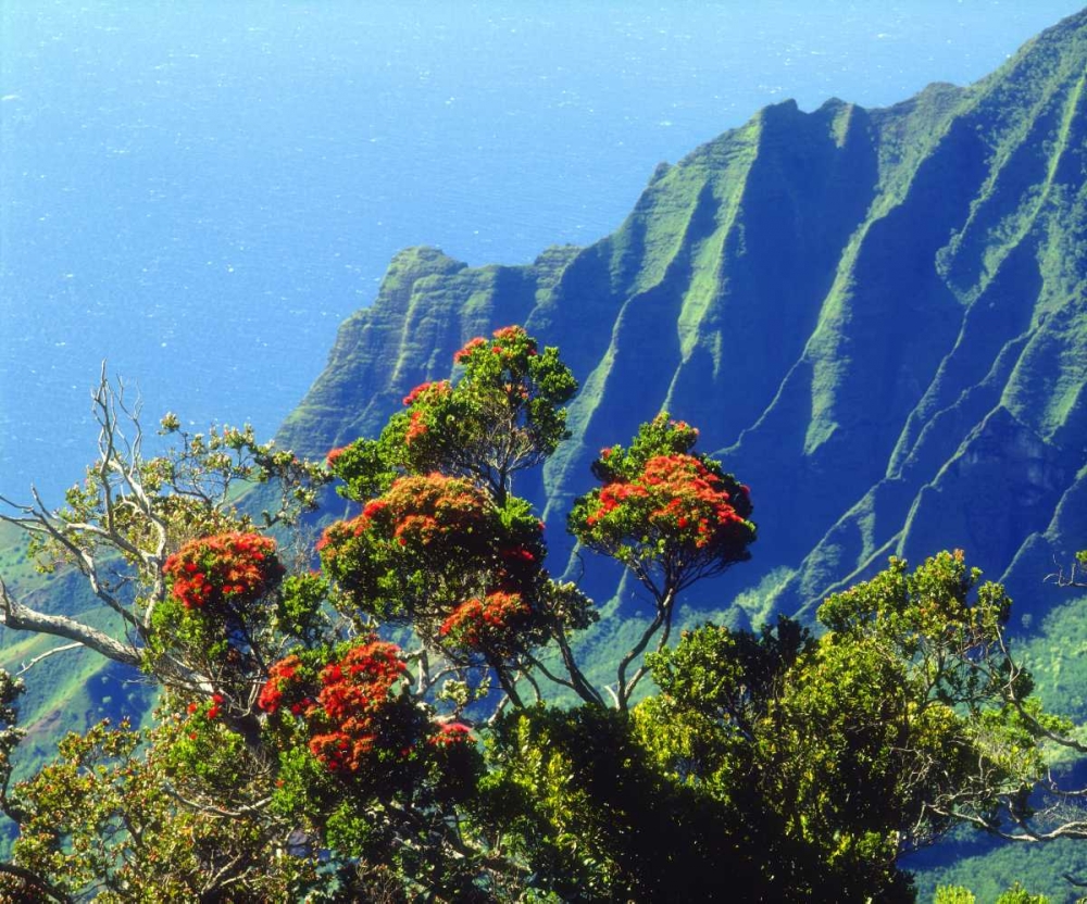 HI, Kauai Flowering tree above the Na Pali Coast art print by Christopher Talbot Frank for $57.95 CAD
