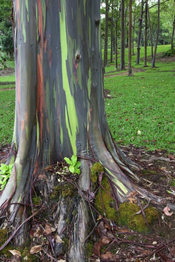 Hawaii, Kauai Colorful eucalyptus tree bark art print by Dennis Flaherty for $57.95 CAD