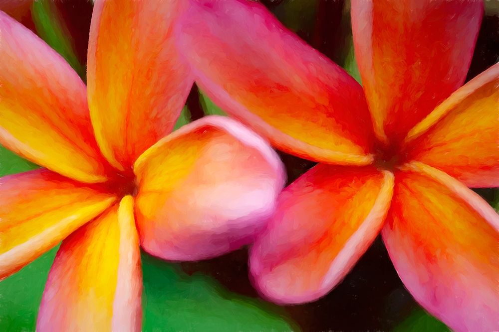 Hawaii-Kauai Abstract of plumeria flowers art print by Jaynes Gallery for $57.95 CAD