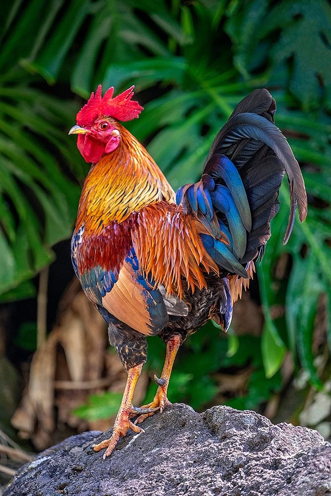 Feral rooster-Kauai-Hawaii-USA art print by Jim Engelbrecht for $57.95 CAD