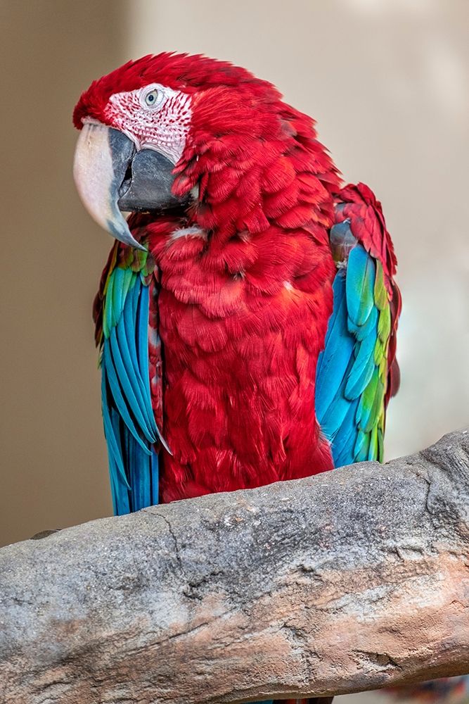 Scarlet Macaw art print by Lisa S. Engelbrecht for $57.95 CAD