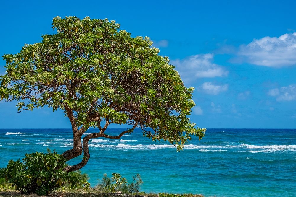 Tree overlooking Poipu Bay-Kauai-Hawaii-USA art print by Lisa S. Engelbrecht for $57.95 CAD