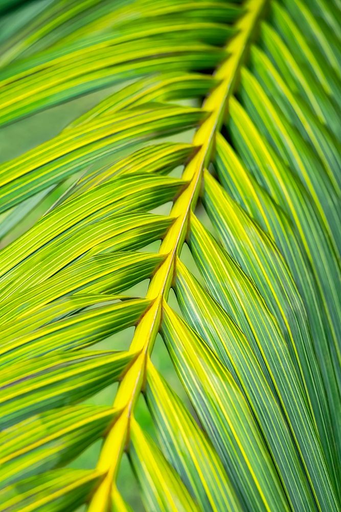 Tropical Palm art print by Lisa S. Engelbrecht for $57.95 CAD