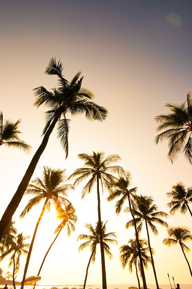 Palm trees over beach, Kona, Hawaii, USA. art print by Rob Casey for $57.95 CAD
