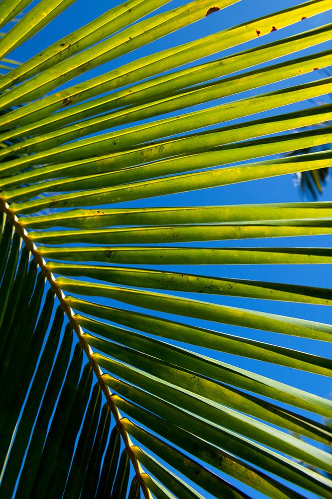 Close-up palm tree fronds, Big Island, Hawaii, USA art print by Rob Casey for $57.95 CAD
