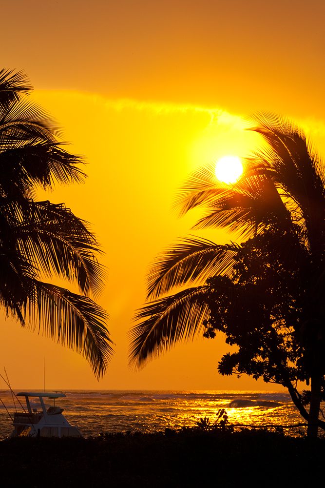Palm trees in the sunset, Kona, Hawaii USA art print by Rob Casey for $57.95 CAD
