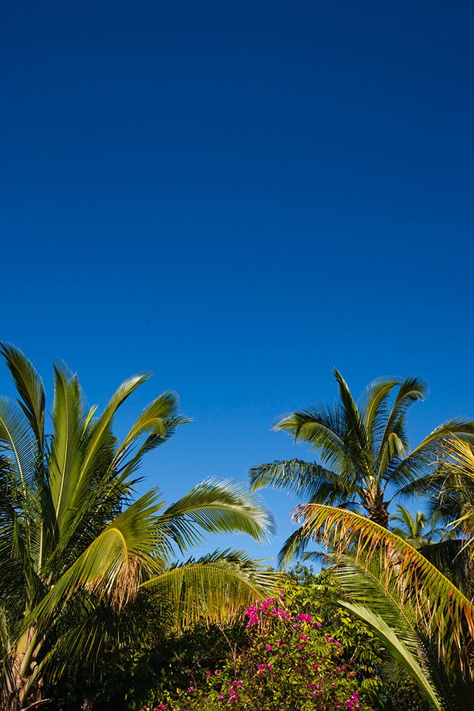 Palm trees and flowers, Kona coast, Big Island, Hawaii USA art print by Rob Casey for $57.95 CAD