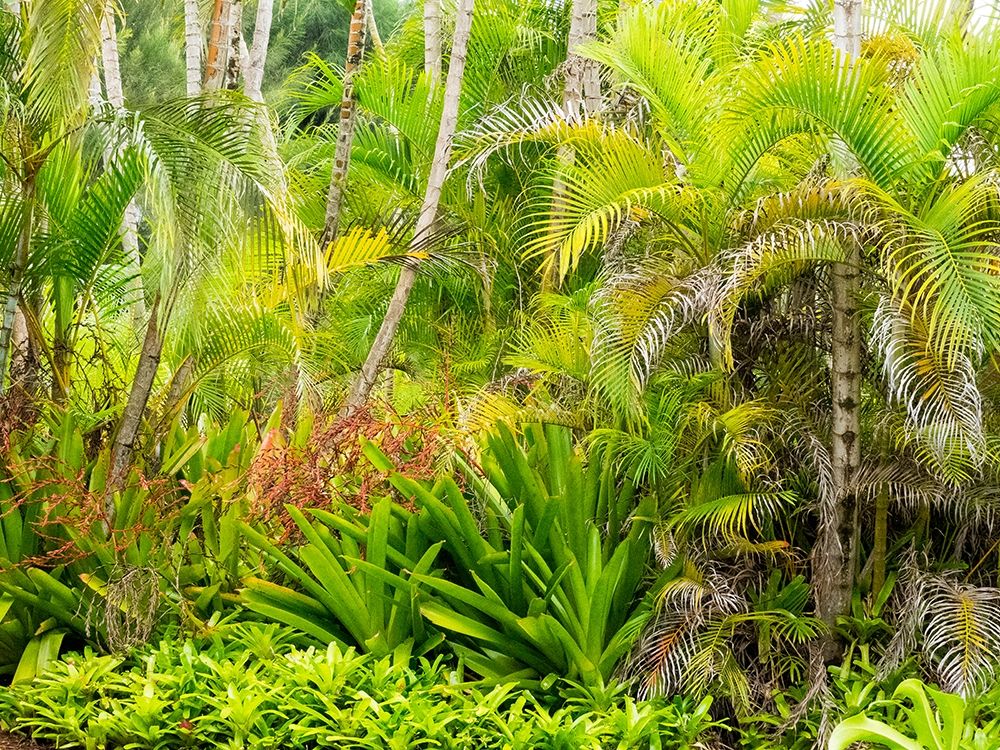 Hawaii-Maui-Hana-garden on the road to Hana with palms and bromide plants art print by Sylvia Gulin for $57.95 CAD