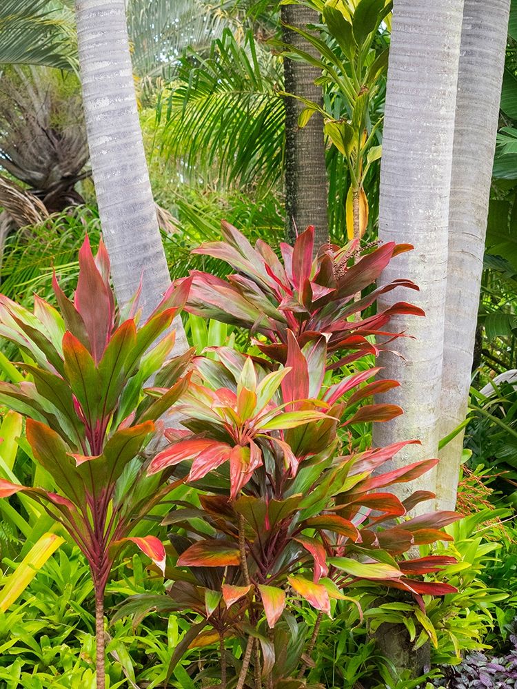 Hawaii-Maui-garden on the Road to Hana with palms and tea plants art print by Sylvia Gulin for $57.95 CAD