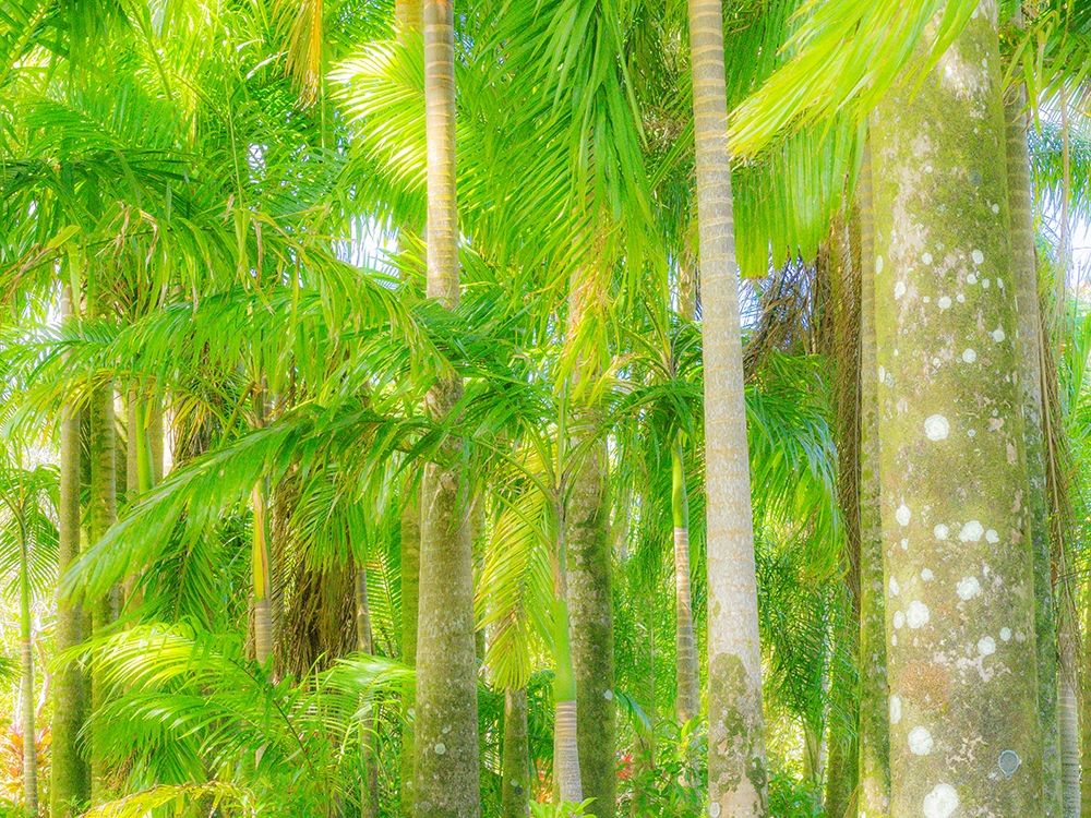 Hawaii-Maui-Road to Hana and the lush tropical Palm Trees art print by Sylvia Gulin for $57.95 CAD