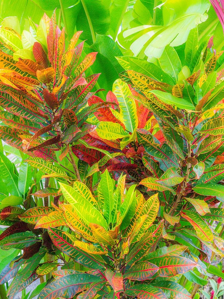 Hawaii-Maui-Kihei-Croton tropical and colorful leaf plant art print by Sylvia Gulin for $57.95 CAD