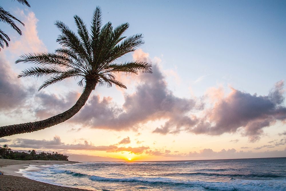 Hawaii-Oahu-North Shore at sunset and palm tree art print by Sylvia Gulin for $57.95 CAD