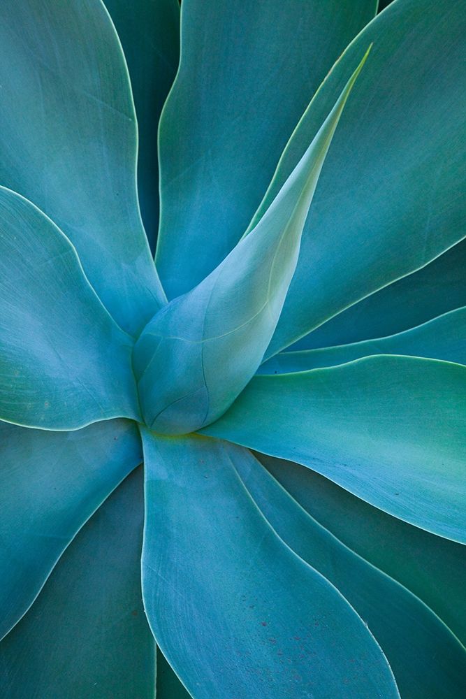 Hawaii-Maui-Kula-agave plant design art print by Sylvia Gulin for $57.95 CAD