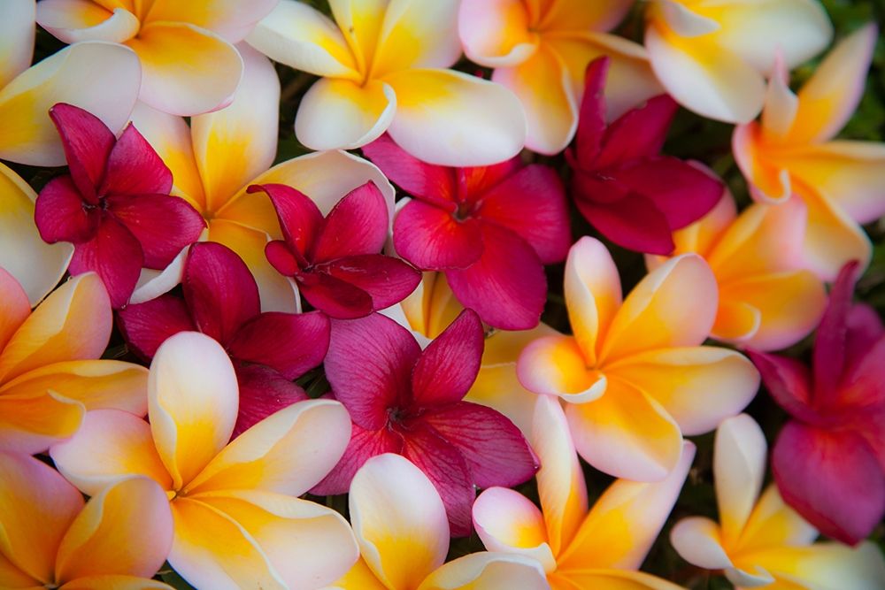 Hawaii-Maui-Kapalua colorful plumeria fallen blooms art print by Sylvia Gulin for $57.95 CAD