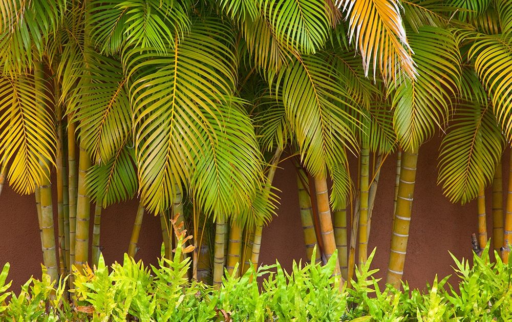 Hawaii-Maui-Kihei-Palm trees growing along wall art print by Sylvia Gulin for $57.95 CAD