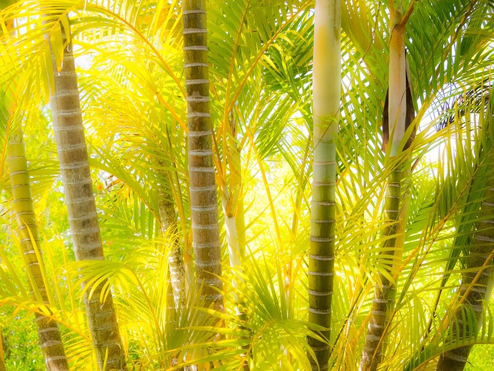 Hawaii-Maui-Up Country-Kula-Kula Botanical Gardens with small tropical palm trees art print by Sylvia Gulin for $57.95 CAD