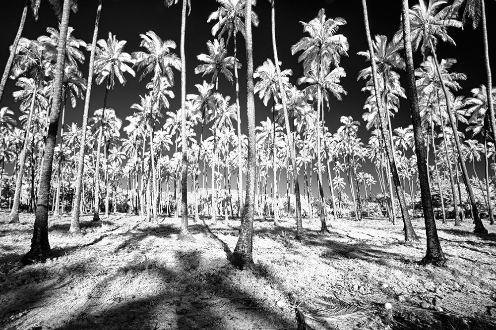 USA-Hawaii-Kauai-Infrared of palm trees of Kauai art print by Terry Eggers for $57.95 CAD