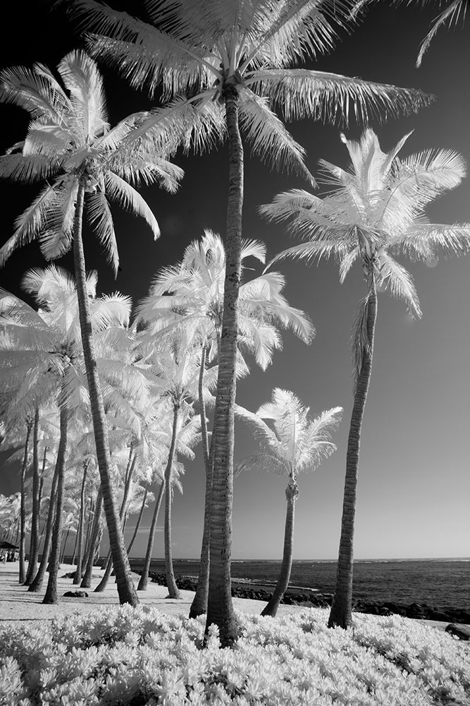 USA-Hawaii-Kauai-Infrared of palm trees of Kauai art print by Terry Eggers for $57.95 CAD