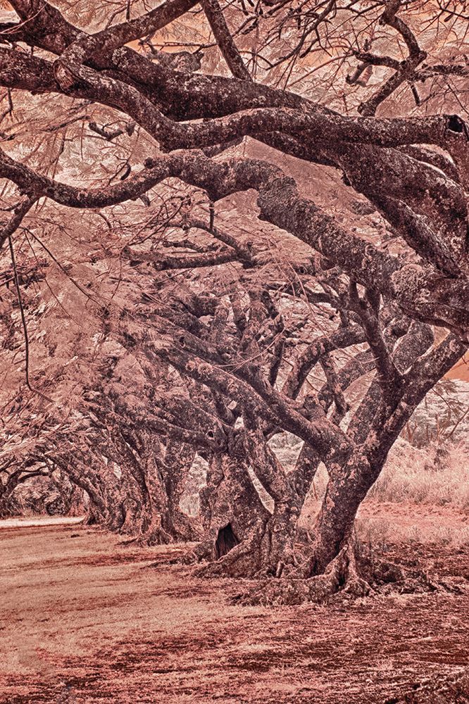 USA-Hawaii-Kauai-Infrared Island of rows of trees on Kauai art print by Terry Eggers for $57.95 CAD