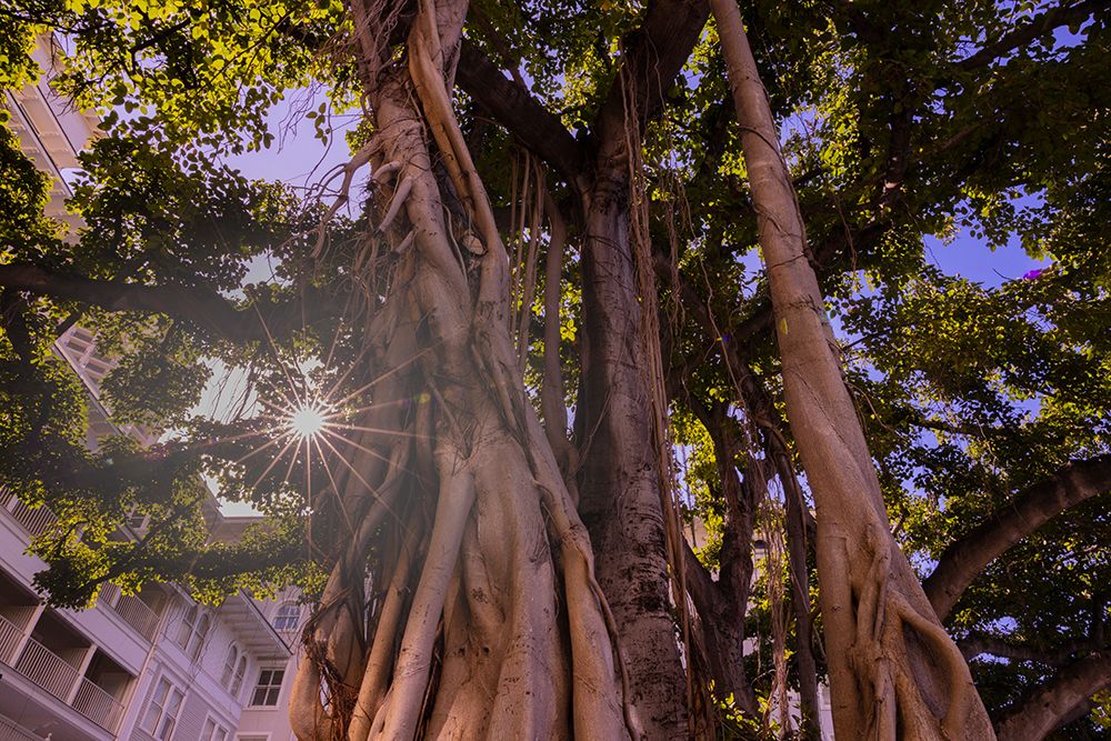 Majestic old Banyan tree with sunstar-Waikiki-Oahu-Hawaii art print by Tom Norring for $57.95 CAD
