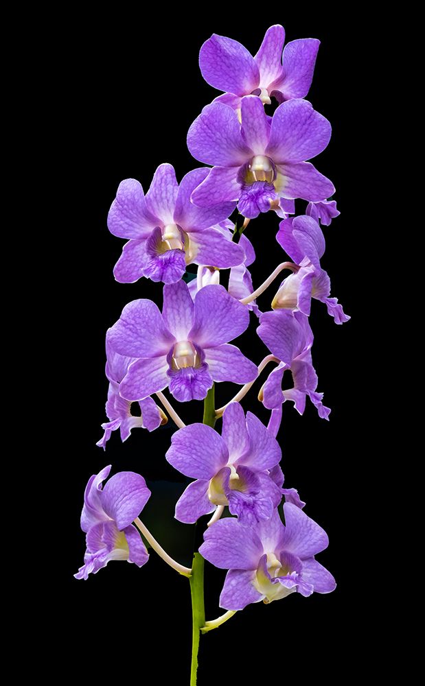 Purple Orchids black background-Honolulu-Hawaii. art print by William Perry for $57.95 CAD
