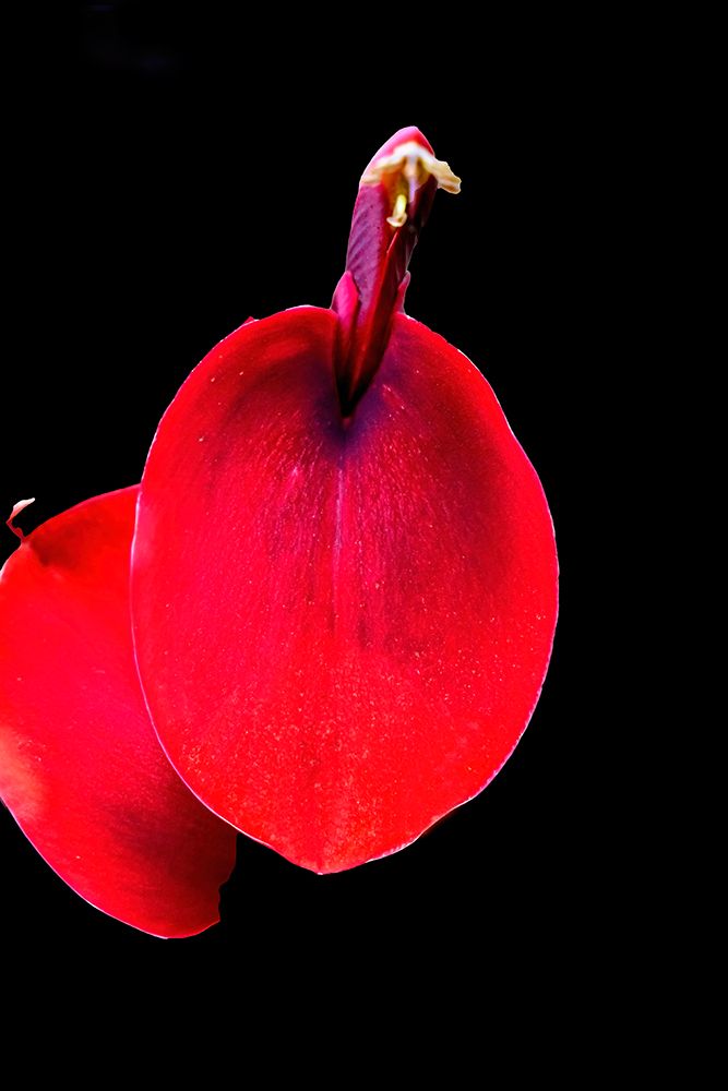 Red Coral Tree-Oahu-Hawaii. art print by William Perry for $57.95 CAD