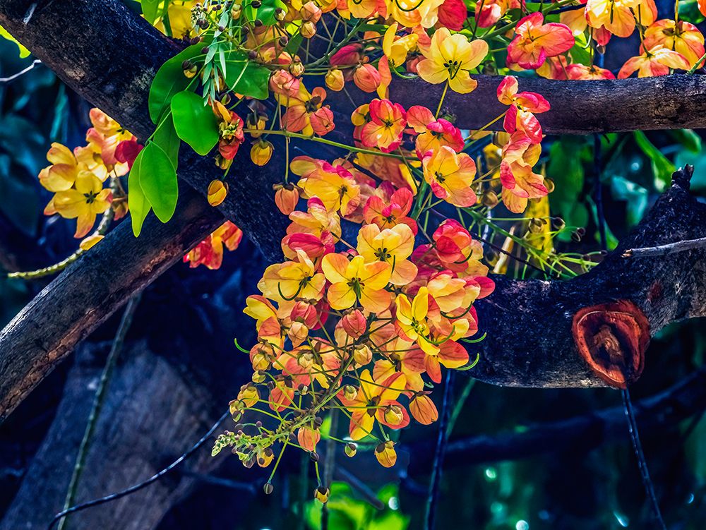 Rainbow shower tree-Oahu-North Shore-Hawaii art print by William Perry for $57.95 CAD